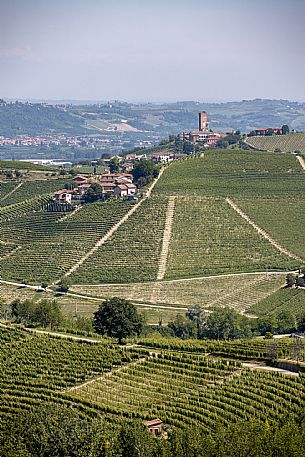 Langa of Barbaresco Landscape
